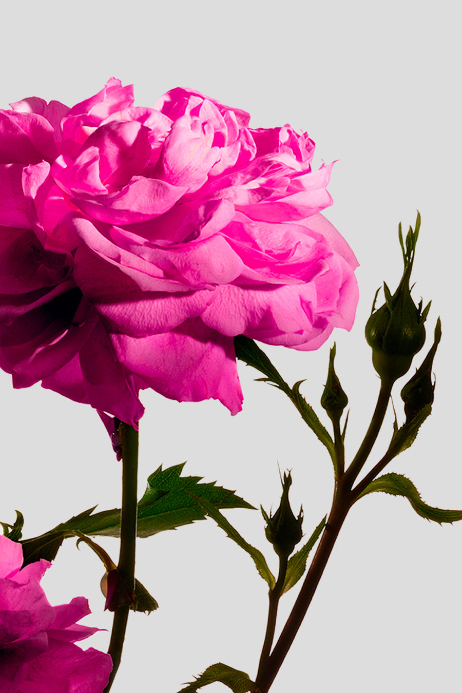 MATIERE PREMIERE - EXTRAIT DE PARFUM RADICAL ROSE 50ML - LE LABO STORE